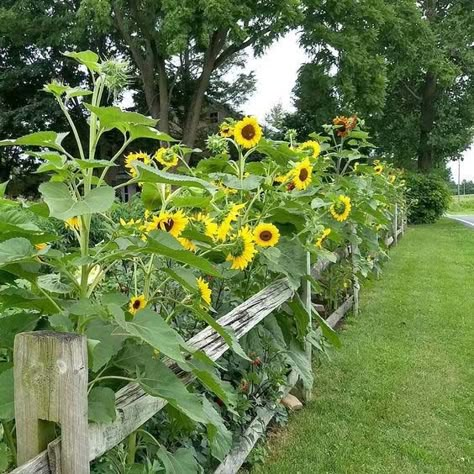 35+ Beautiful Sunflower Garden Ideas To Add Happy Vibes To Your Home | Decor Home Ideas Sunflower Garden Backyard, Sunflowers Backyard, Rustic Wood Fence Ideas, Sunflower Garden Ideas, Sunflowers Garden, Sunflower House, Casa Country, Sunflower Garden, Halloween Garden