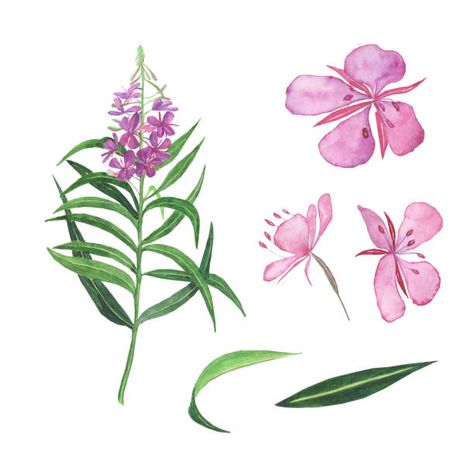 147,400+ Fireweed Drawing Stock Illustrations, Royalty-Free Vector Graphics & Clip Art - iStock Fireweed Drawing, Fireweed Painting, Basement Mural, Family Stock Photo, Image Film, Lifestyle Illustration, Silhouette Illustration, Bee Tattoo, Video Artist