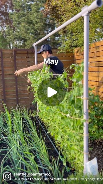 What Vegetables Need A Trellis, String Trellis, Beans Trellis, Trellis For Beans, Everybody Dance Now, Farm School, How To Shade, Garden Veggies, Container Gardening Vegetables