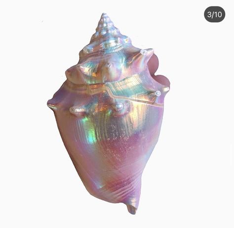 Seashell Png, Iridescent Makeup, Collage Pieces, Iridescent Shell, Moodboard Ideas, Iphone Lockscreen, Jaw Bone, Glass Birds, Pictures To Draw