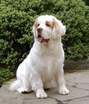 Clumber Spaniel Puppy, Animal Whisperer, Clumber Spaniel, Spaniel Breeds, Bernard Dog, Spaniel Puppies, Bird Dogs, White Dog, Spaniel Dog