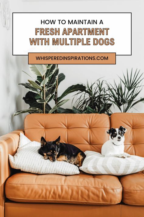 Maintain a clean apartment with multiple dogs with these practical cleaning tips to keep your space tidy while enjoying life with your pets. Fresh Apartment, Clean Apartment, Pet Friendly Flooring, Living With Dogs, Pet Smell, Pet Area, Apartment Cleaning, Multiple Dogs, Pet Urine