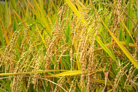 RICE HUSK STOOL on Behance Plant Field, Wild Rice Casserole, Bionic Design, Rice Husk, Corn Chowder Recipe, Hearty Casseroles, Leftover Rice, Thanksgiving Traditions, Chowder Recipes