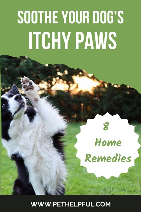 Dog Has Itchy Skin Home Remedies, Home Remedy For Dogs Itchy Paws, Diy Dog Itch Relief, Apple Cider Vinegar For Dogs Itching, Dog Paw Allergy Remedies, Dog Paw Soak, Yeast Build Up On Dog Paws, Itchy Paws Remedies, Yeast Dog Paw