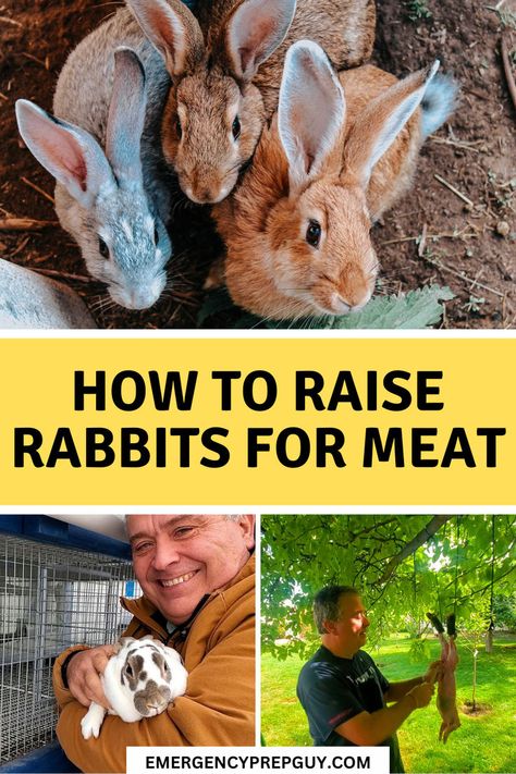 This image features a collection of rabbits in a pen, showcasing how to raise rabbits for meat, along with a smiling individual holding a rabbit and another person preparing a rabbit, highlighting different aspects of raising rabbits. Raising Meat Rabbits In A Colony, Rabbits For Meat, Raising Rabbits For Meat, Meat Rabbits, Raising Rabbits, Raising Goats, Egg Production, Animal Husbandry, Rabbit Care