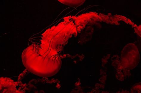 Jellyfish Theme, Jelly Fishes, Red Jellyfish, Wallpaper Horizontal, Fish Background, Discord Profile, Oc Board, Fish Ocean, Red Ocean