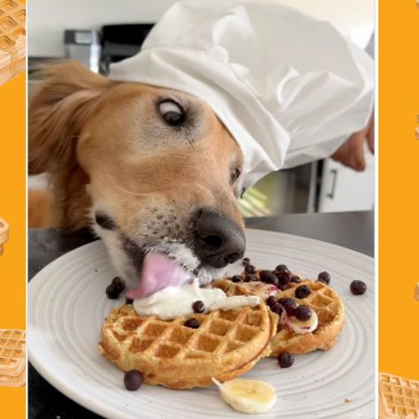 Dog Waffles Recipes, Dog Waffles, Pumpkin Waffles Recipe, Organic Dog Treats, Waffle Ingredients, Best Treats For Dogs, Blueberry Oat, Dog Pumpkin, Waffle Recipe