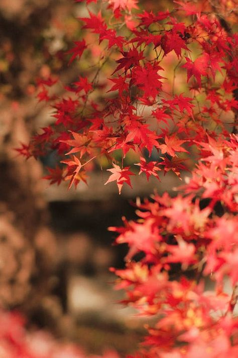 A Maple Tree with Red Leaves · Free Stock Photo Maple Leaves, Maple Leaf Aesthetic, Maple Tree Aesthetic, Maple Trees Aesthetic, Redpointe Maple Tree, Big Leaf Maple Tree, Trees With Red Leaves, Red Maple, Red Leaves