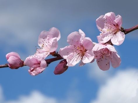 Photo Of Flowers, Cherry Blossom Painting, Garden Tags, Tulip Painting, Tree Flowers, Flower Close Up, Cherry Blossom Branch, Spring Blossoms, Cherry Blossom Tattoo