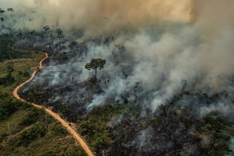 Brazilian Amazon deforestation surges to highest level in a decade - Unearthed Amazon Deforestation, Amazon Forest, Amazon Rainforest, Forest Fire, Tropical Rainforest, Environmental Issues, The Amazon, Worlds Largest, Pollution