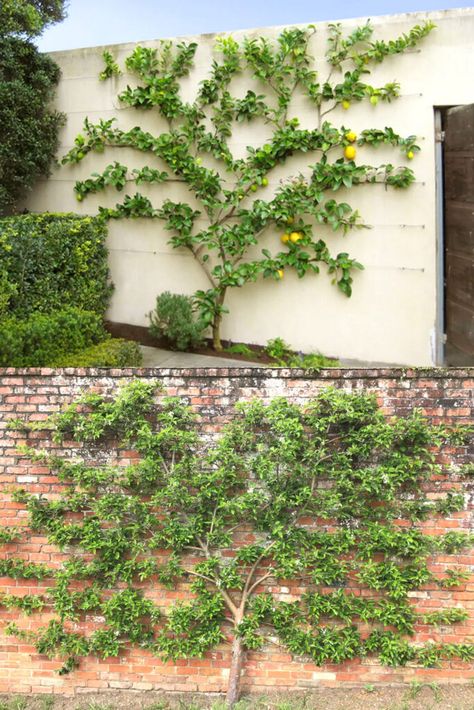 Create a productive garden with espalier fruit trees & flower shrubs: best varieties, training ideas, design patterns, how-to tutorials, etc! - A Piece of Rainbow, kitchen garden, edible gardening ideas, small space tips, grow your own food, orchard, homestead, homesteading, spring, summer Espalier Fruit Trees Wall, Lemon Tree Espalier, Trees In Small Gardens, Flower Shrubs, Espalier Trees, Espalier Fruit Trees, Rainbow Kitchen, Productive Garden, Edible Gardening