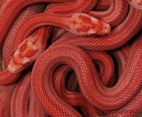 Red snake Kei Aesthetic, Baba Jaga, Red Snake, Snake Lovers, I See Red, Aesthetic Red, Character Aesthetics, Red Aesthetic, Snakes