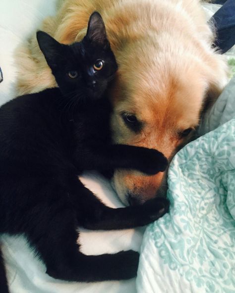 Cat And Dog In Love, Golden Retriever With Black Cat, Golden Retriever Boyfriend X Black Cat Girlfriend Pfp, Black Cat Girl And Golden Retriever Boy, Golden Retriever Bf And Black Cat Bf, Black Cat Golden Retriever Aesthetic, Black Cat And Golden Retriever Aesthetic, Black Cat Girlfriend And Golden Retriever Boyfriend Aesthetic, Golden Retriever Boyfriend And Black Cat