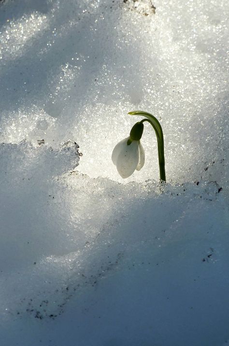 Foto Macro, Snow Drops, Winter Szenen, Winter Magic, Winter Scenery, Winter Beauty, Snow Scenes, Winter Wonder, Malbec