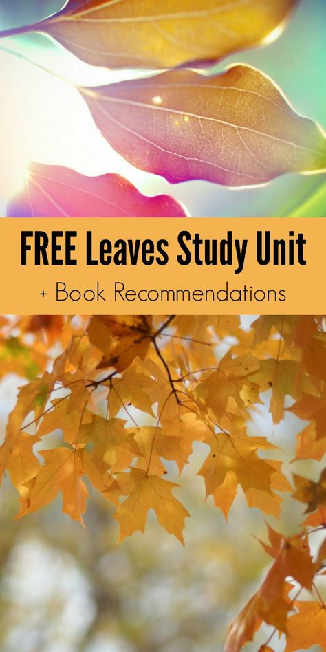 Fall Leaves Unit Study, Steam Kids, Educational Activities For Preschoolers, Nature Studies, Fall Lessons, Leaf Book, Math Activities For Kids, Montessori Homeschool, Autumn Activities For Kids