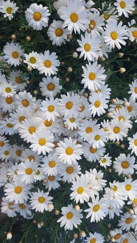 Flower Yellow Wallpaper, Marguerite Flower, Marguerite Daisy, Summer Nature Photography, Daisy Wallpaper, Flowers Photography Wallpaper, Simple Phone Wallpapers, Wallpaper Nature Flowers, Art Gallery Wallpaper