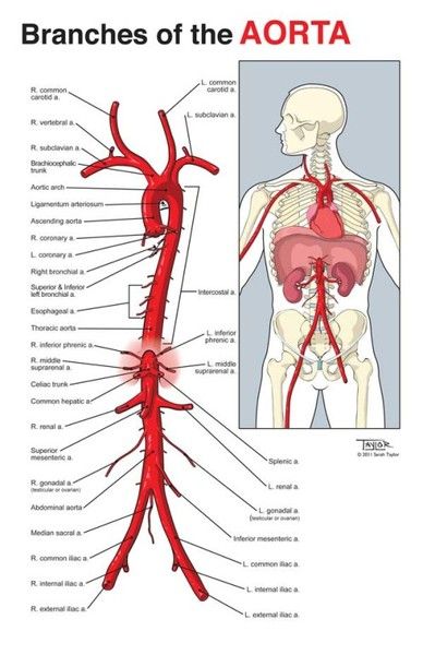 Branches of the aorta Aorta Branches, Anatomy Medical Illustration, Arteries Anatomy, Anatomy Medical, Medical Student Study, Nursing School Survival, Medical School Studying, Medical School Essentials, Health And Fitness Magazine