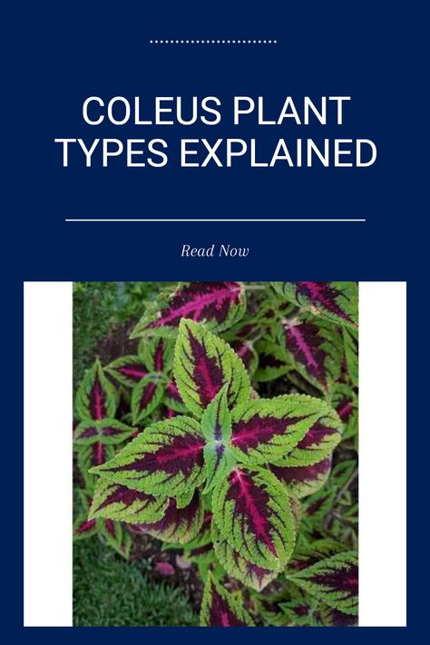 Are you wondering if coleus is an annual, perennial, or biennial plant? Seek solutions about growing this captivating plant indoors and outdoors in various climates. This guide breaks down everything you need to know. With vibrant foliage and charming colors, coleus plants can beautify your space while being low-maintenance. Discover the secrets of taking care of coleus whether placed on windowsills or in your garden. Let this versatile plant enrich your plant collection with tips on growth conditions, maintenance, and more! Coleus Care, Coleus Plants, Coleus Plant, Plant Types, Biennial Plants, Zone 10, Overwintering, Indoor Plant Care, Replant