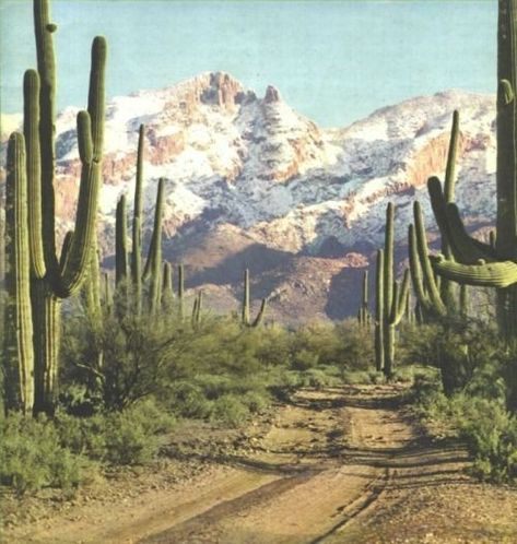 70s Nature, Desert Aesthetic, Desert Dream, Desert Life, Byron Bay Australia, Desert Vibes, Southwest Desert, Western Aesthetic, High Desert