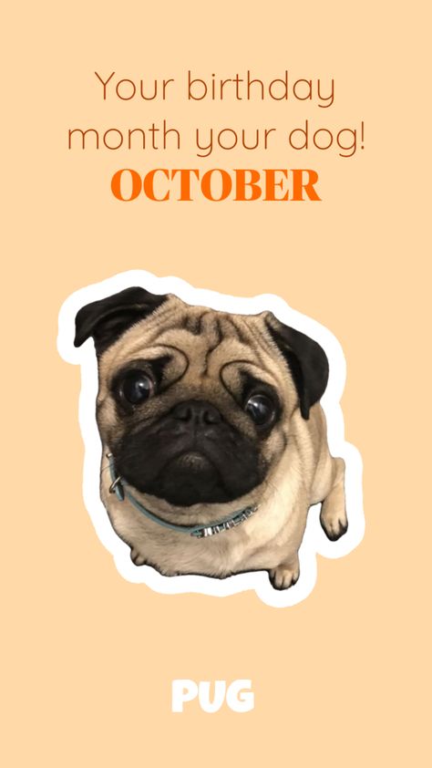 Your birthday month your dog!🐶 🎃OCTOBER🎃 Your Birthday Month Your Dog, Your Birth Month Your Pet, Birthday Month Meme Funny, Birthday Meme Dog, Dog Birthday Meme Funny, Birthday Month, Create Collage, Creative Play, Fun Games