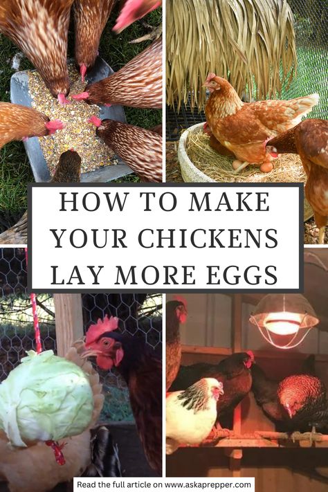 Healthy, happy hens lay more eggs. But it takes more than food and water to do that. Here’s how you can turn them into laying machines Chicken Nesting Boxes, Backyard Chicken Coop Plans, Diy Chicken Coop Plans, Urban Chickens, Backyard Chicken Farming, Chicken Health, Laying Hens, Raising Backyard Chickens, Chicken Garden