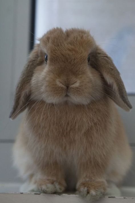 Floppy Bunny, Floppy Eared Bunny, Mini Lop, Floppy Ears, Animals Of The World, Cute Bunny, Concept Art, Cute Animals, Miniatures