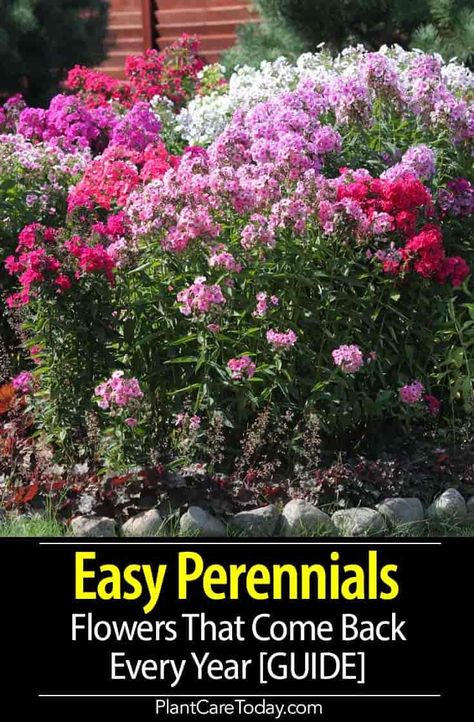 There are hundreds of different kinds of hardy, herbaceous perennials flowers which will grow in our gardens. Because some of these require considerable maintenance - special attention of one kind or another - these plants as a group has been lumped together by some gardeners as being difficult or impossible in today's plantings. Learn more about Easy Perennials. Backyard Enclosures, Perennials Low Maintenance, Hillside Gardening, Perennials Flowers, Gardening Essentials, Lake Landscaping, Hungarian Desserts, Garden Perennials, Easy Perennials