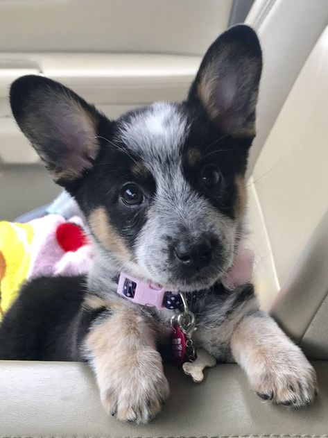 Australian Heeler, Cowboy Corgi, Blue Healer, Cattle Dog Puppy, Heeler Dogs, Austrailian Cattle Dog, Cattle Dogs Rule, Red Heelers, Puppy Pics