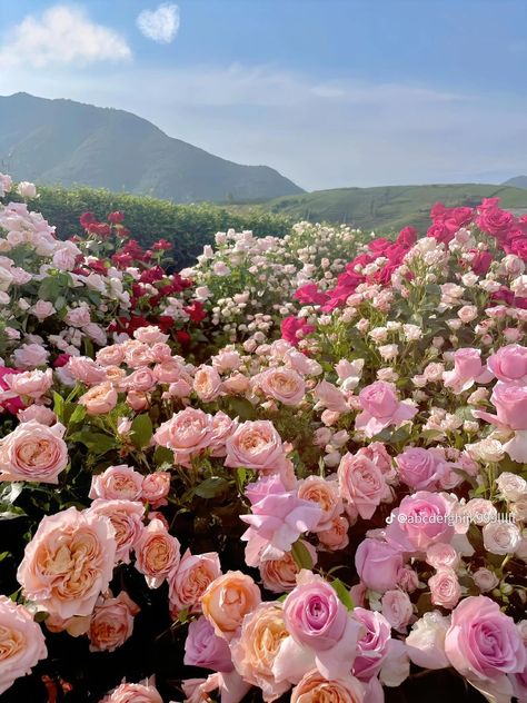 Pink Gardening Aesthetic, Roses Field Aesthetic, Kelsey Aesthetic, Aesthetic Outdoors, Beautiful Landscape Photography, Cute Pastel Wallpaper, Flower Therapy, Planting Roses, Flowers For You