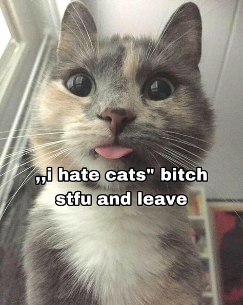 #whisper #cat Cat Haters Quotes, Inaaya Core, Cramps Meme, Muslim Whispers, Cat Whisper, Chocolate Cat, Animal Aesthetic, Aesthetic Cats, Funny Day Quotes