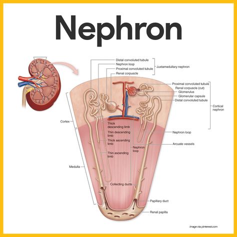 Nephrons are the structural and functional units of the kidneys.    Visit: https://nurseslabs.com/urinary-system/    #Nurses #Nursing #NursingGuide Nephron Diagram, Human Anatomy Diagram, Renal Physiology, Kidney Anatomy, Human Kidney, Study Biology, Basic Anatomy And Physiology, Biology Facts, Medical Student Study