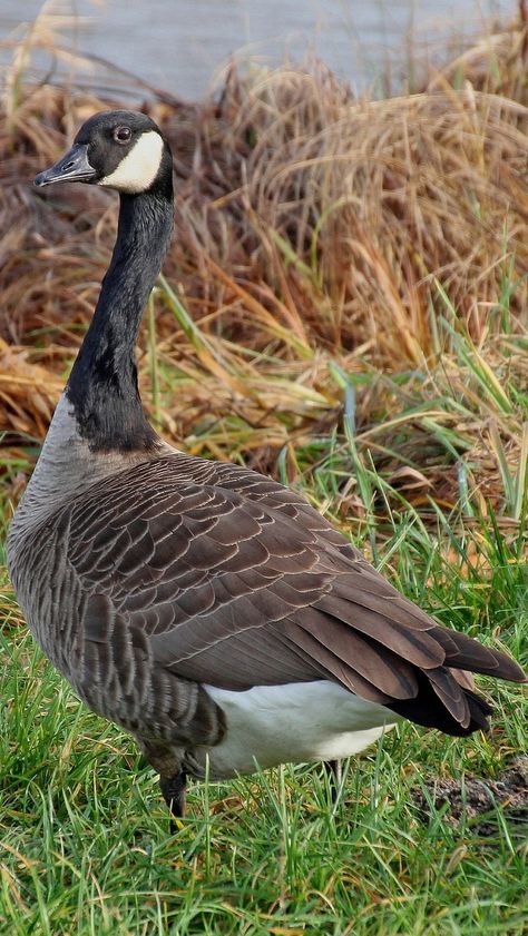 Canada Goose Animal, Canada Goose Bird, Goose Reference, Goose Pictures, Goose Goose Duck, Geese Breeds, Goose Drawing, Goose Tattoo, Cardinal Birds Art