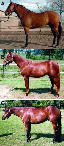 Evaluate and place these 3- and 4-year-old Quarter Horse geldings in your order of preference. Then see how your choices compare to our expert judge's. By Darrell Bilke for Horse & Rider magazine. Horse Conformation Chart, Horse Judging Practice, Quarter Horse Conformation, Horse Confirmation, Horse Judging, Equine Science, Horse Yoga, Horse Conformation, Equine Anatomy