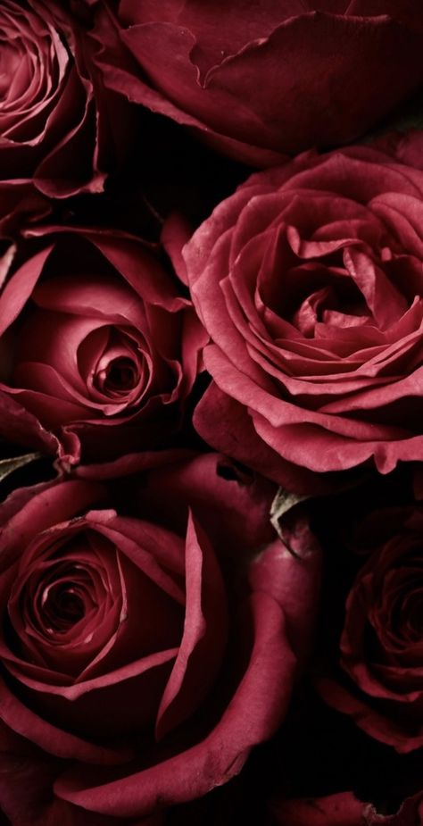 Viva Magenta Aesthetic, Flower Bouquet Wallpaper, Magenta Aesthetic, Red Roses Background, Bouquet Wallpaper, Tupac Wallpaper, Rose Flower Bouquet, Flower Background Design, Dark Red Wallpaper