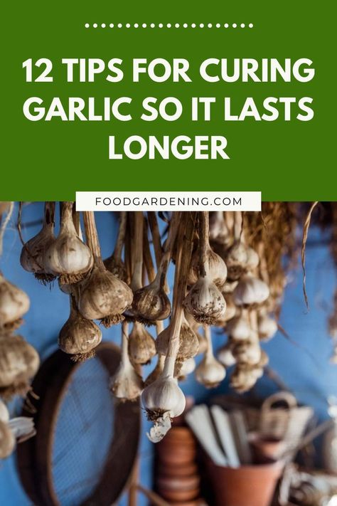 Love garlic? Then you'll love these tips for curing garlic so you can enjoy it forever and ever. Okay. Maybe not forever and ever. Still, curing garlic does make it last a lot longer. And as far as I’m concerned, you can never have too much garlic on hand. Curing Garlic, Harvesting Garlic, Garlic Bulb, Forever And Ever, Growing Tomatoes, Food Preservation, Harvest Time, Food Garden, Fresh Garlic