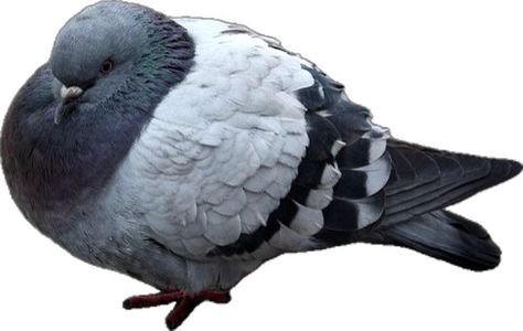 Fat Pigeon, Best Funny Pictures, Reaction Meme, Meme Pictures, New Memes, Pigeon, Cover Photos, Funny Pictures, Cute Animals