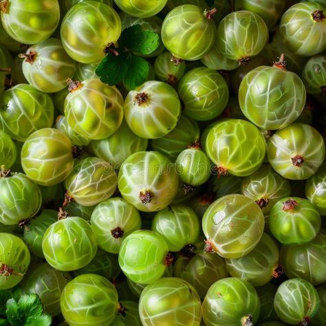 Gooseberries texture background, gooseberry fruits pattern, many goose berry mockup, fructus banner stock photo Goose Berry, Fruits Pattern, Photo Banner, Texture Background, Mockup, Berry, Texture, Pattern, Mock Up