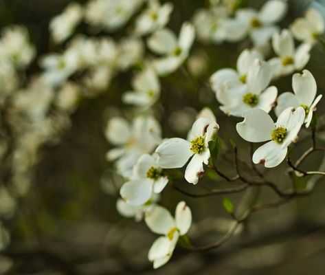 The tree that bears the Wounds of Christ - Get Fed™ Kousa Dogwood, Seed Growing, Flowering Dogwood, Coast Redwood, Tattoo 2024, Arbor Day, Dogwood Trees, Arbour Day, Mini Greenhouse