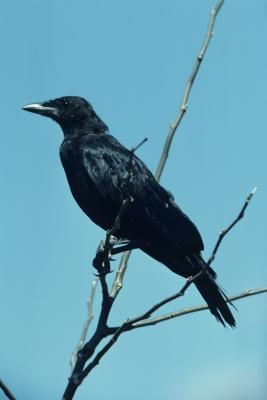 How to Make a Crow Mask Attract Crows, Diy Bird Houses, Flock Of Crows, Fantasy Pets, Crow Mask, Baby Crows, American Crow, The Morrigan, Wooded Landscaping