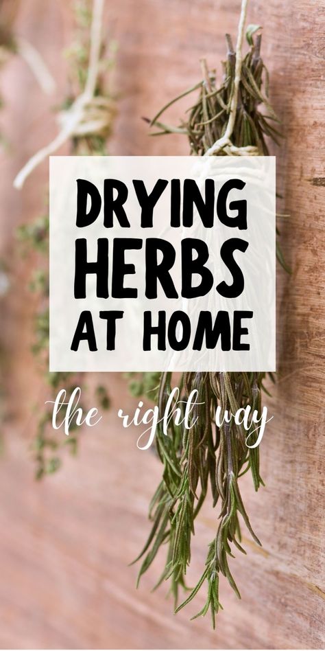 Drying herbs at home the right way. How To Dry Herbs, Homegrown Herbs, Preserve Fresh Herbs, Drying Fresh Herbs, Herbs At Home, Cooking With Herbs, Preserving Herbs, Hanging Herbs, Harvesting Herbs