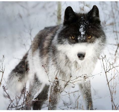 Wolf With Blue Eyes, Wolf Husky, Wolf Images, Wolf Photos, Wolf Spirit Animal, Wild Wolf, Wolf Pictures, Wolf Spirit, Beautiful Wolves