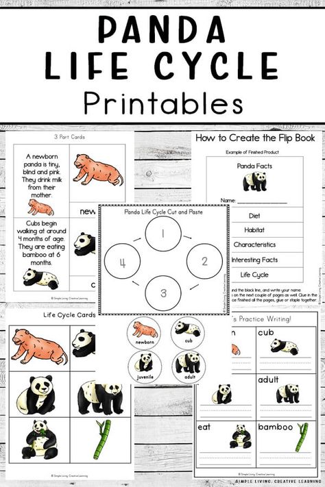 Panda Printables, Panda Project, Panda Kindergarten, Chinese Activities, Panda For Kids, Panda Activities, Panda Habitat, Panda Facts, Bear Habitat