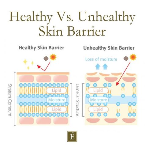 What Is Your Skin Barrier & How To Protect It | Eminence Organic Skin Care Skin Care Education, Skin Education, Skincare Education, Skin Anatomy, Esthetician School, Eminence Organic Skin Care, Skin Facts, Skin Science, Clearer Skin