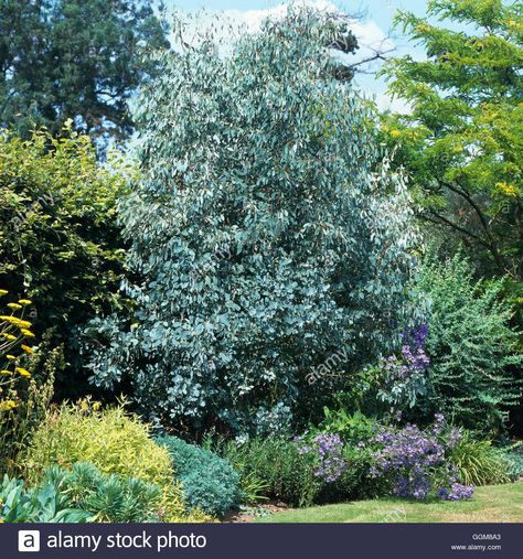 Eucalyptus Gunnii Tree, Eucalyptus Garden, Eucalyptus Tree, Gravel Garden, Garden Borders, Trees And Shrubs, Front Garden, Garden Inspiration, Garden Ideas