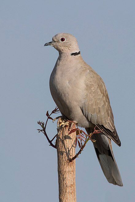 Dove Anatomy, Dove Reference Photo, Dove Bird Aesthetic, Pet Dove, Collared Dove, Eurasian Collared Dove, White Pigeon, Dove Pigeon, Common Birds