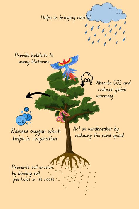 This pin describes the ecological benefits of forest. Forests provide habitats to many lifeforms. It also help in bringing rain. It also release oxygen which help in respiration. It also absorb carbon dioxide and help in reducing global warming. It also act as a windbreaker by reducing windspeed. It prevent soil erosion by binding soil particles in its roots Afforestation Poster, Importance Of Forest, Importance Of Trees, Forest Resources, Medicinal Plants, Natural Resources, Ecology, Soil, Gum