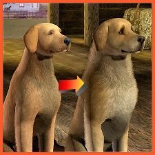 An improved golden retriever for your Sims 3 pets. Download is much fluffier. Sims 3 Pets, The Sims 3 Pets, Alternative Reality, Sims Pets, Boy Dog Names, Ts3 Cc, Furniture Cc, Sims 3 Cc Finds, Sims 3 Mods