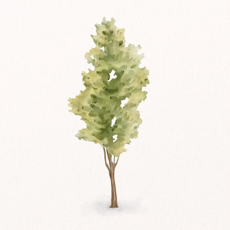 Watercolor Tree Illustration, Tree Illustration Watercolor, Watercolor Tree Png, Landscape Architecture Section, Tree Vector Png, Nature Vector Illustration, Tree Render, Watercolour Tree, Spring Collage