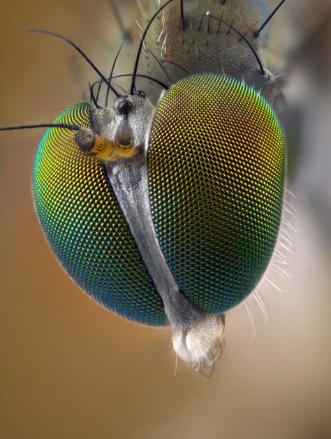 Fly Eyes, Macro Fotografie, Nikon Small World, Macro Photography Insects, Foto Macro, Geometry In Nature, Animal Eyes, Microscopic Images, Starship Design