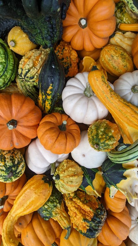 Autumn Fruits, Autumn Fruit, Magical Autumn, Pumpkins And Gourds, Oh My Gourd, Fall Fruits, Life Is A Gift, Nutrition And Dietetics, Look At The Sky